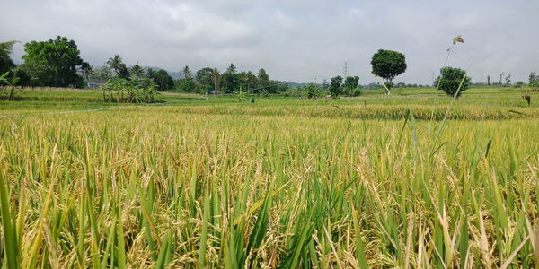 Scenic view of agricultural field against sky