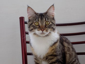 Close-up portrait of cat