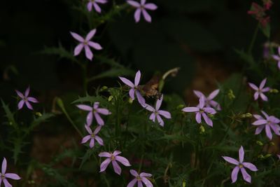 Close-up of purple flowers blooming outdoors