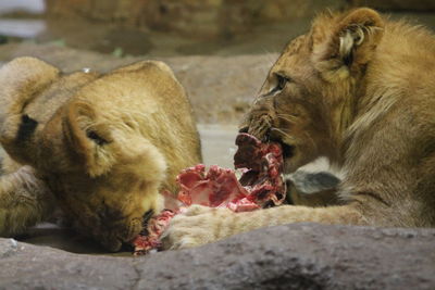 View of lion eating