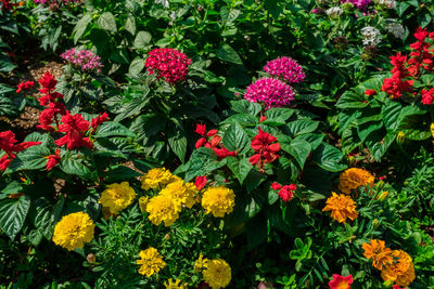 High angle view of flowering plants