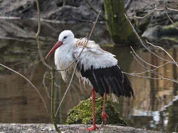 Bird perching on a lake