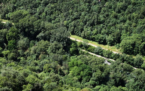 High angle view of trees growing at forest