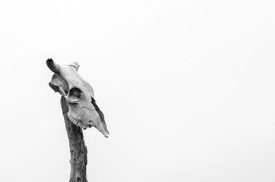 Low angle view of animal skull against clear sky