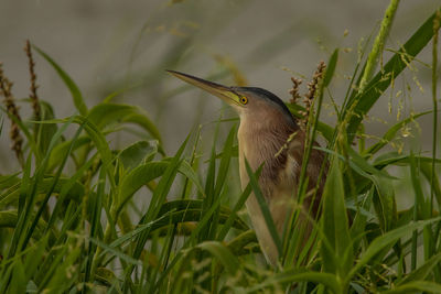 Close-up of a bird on grass