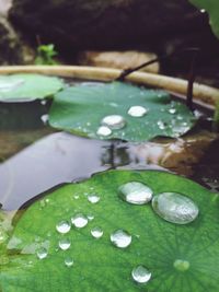 Close-up of water drops on leaves in lake