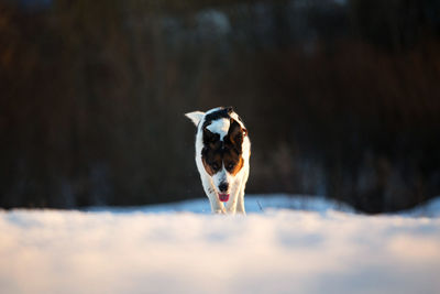 Portrait of dog standing on snow covered land