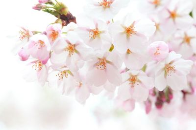 Close-up of pink flowers blooming on tree against sky