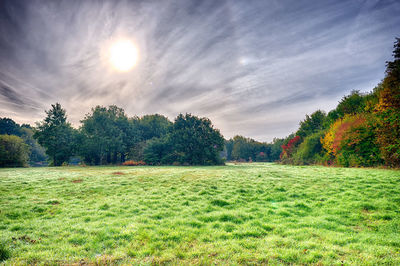 Scenic view of grassy field against sky