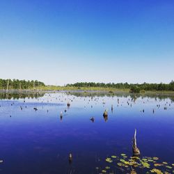 Birds flying over lake against clear blue sky