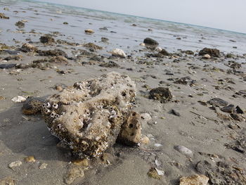 Surface level of shells on beach