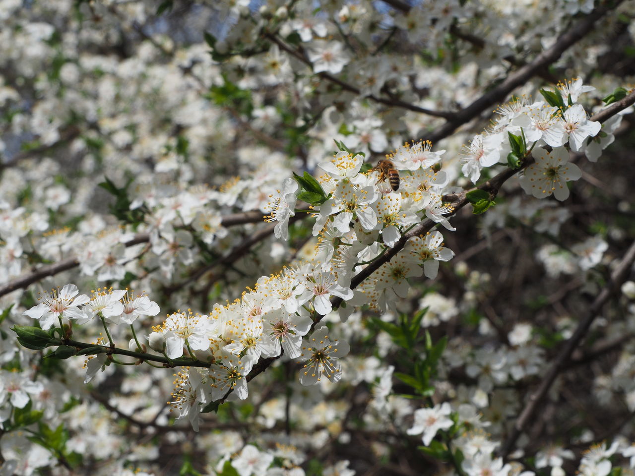 CLOSE-UP OF WHITE CHERRY BLOSSOM