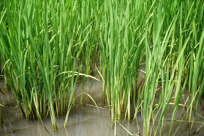 Full frame shot of bamboo on field