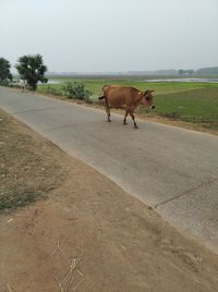 View of horse on road