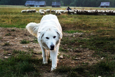 Dog on grass