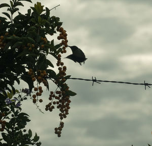 Low angle view of berries on tree against sky