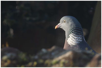 Close-up of pigeon perching
