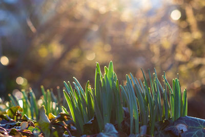 Close-up of plant