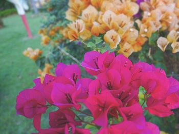 Close-up of flowers blooming outdoors