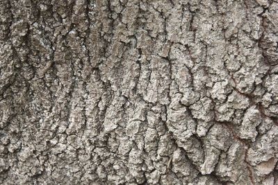 Full frame shot of tree trunk