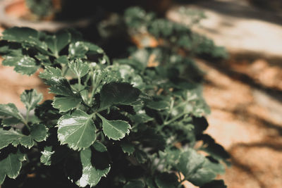 Close-up of fresh green leaves