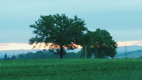 Trees on field against sky