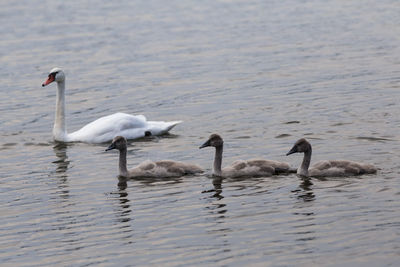 Swans swimming in lake