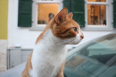 Close-up of ginger cat at home