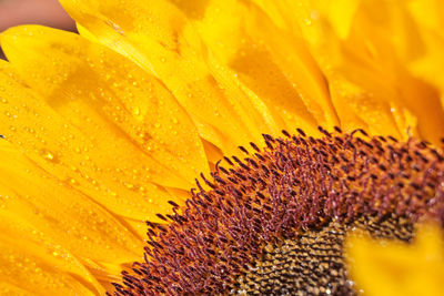 Full frame shot of yellow flower pollen