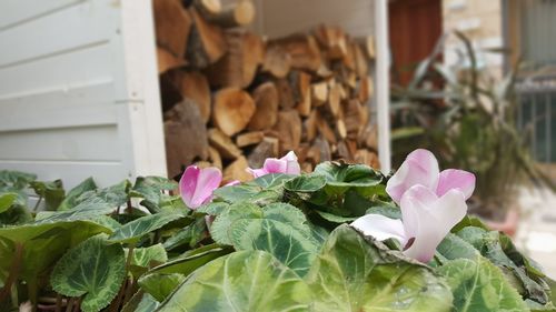 Close-up of flowers blooming outdoors