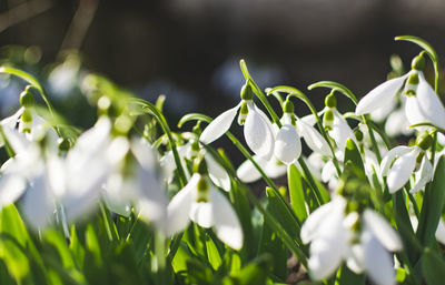 Close-up of white flowering plants