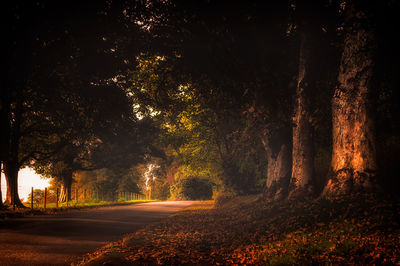 Road amidst trees at park