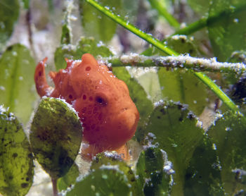 Close-up of wet fruit on plant