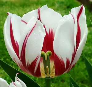 Close-up of pink tulips blooming in park