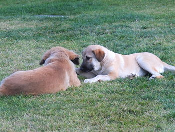 Dogs relaxing on field