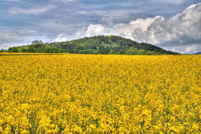 Scenic view of field against cloudy sky