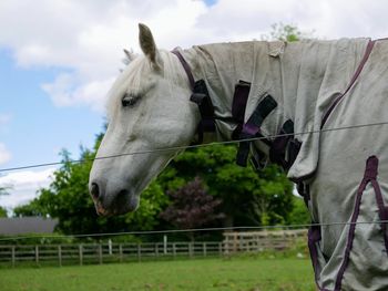 View of white horse on field against sky