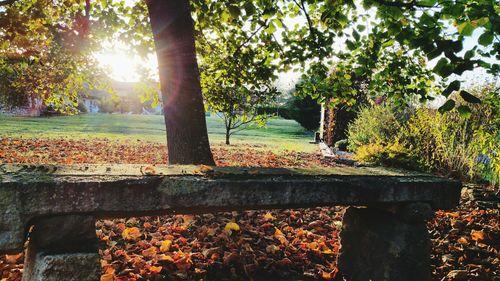 Trees in park during autumn