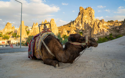 Camel on rock formations