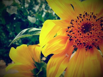 Close-up of sunflower