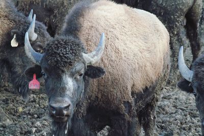 Portrait of sheep in a field