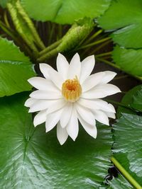 Close-up of white lotus water lily in lake