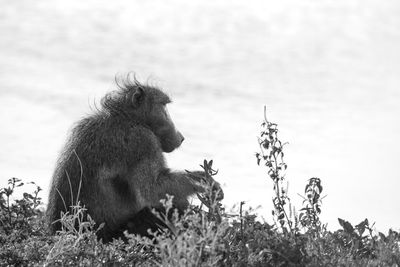 Monkey sitting on a field