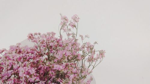 Close-up of fresh pink flowers against clear sky