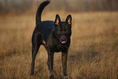 Black dog standing on field