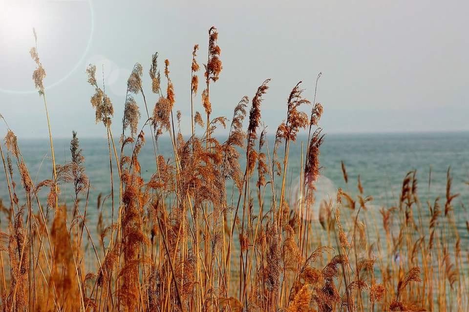 plant, growth, nature, tranquility, tranquil scene, grass, water, horizon over water, beauty in nature, sky, clear sky, sea, scenics, growing, field, dry, cereal plant, focus on foreground, crop, day