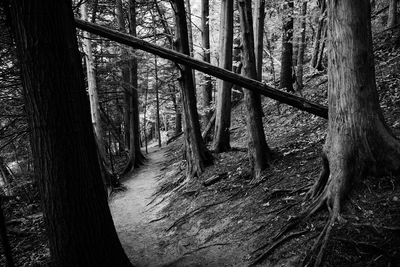 Trees in forest