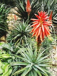 Close-up of aloe vera plant