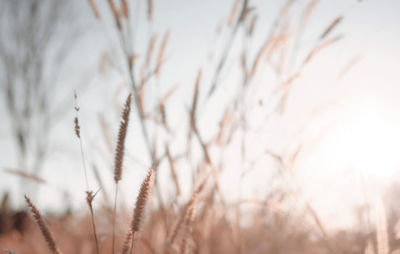Close-up of stalks in field