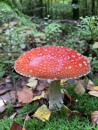 Close-up of fly agaric mushroom on field